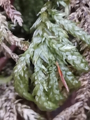 Thamnobryum alopecurum