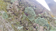 Micrathena swainsoni