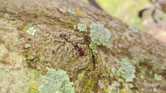 Micrathena swainsoni