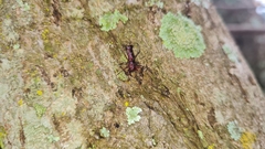 Micrathena swainsoni