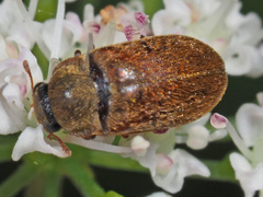 Byturus tomentosus