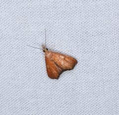 Hemiscopis sanguinea