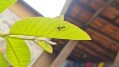 Micrathena swainsoni