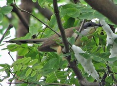 Coccyzus melacoryphus