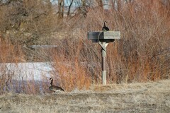 Branta canadensis moffitti