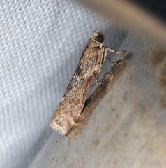 Indomyrlaea ferreotincta