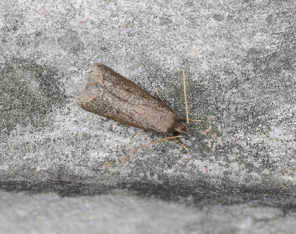 Long-horned Moths from 香港青衣 on February 18, 2023 at 09:20 PM by sk2 ...