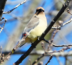 Bombycilla cedrorum