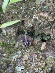 Epipedobates anthonyi