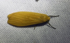 Manulea fuscodorsalis