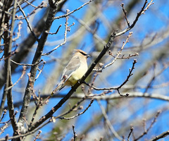 Bombycilla cedrorum