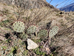 Opuntia phaeacantha