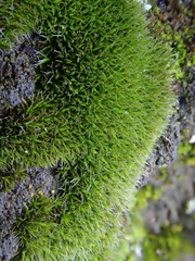 Grimmia trichophylla