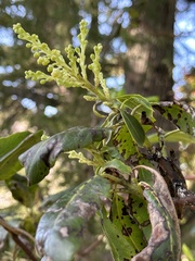 Arbutus menziesii