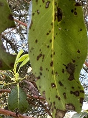 Arbutus menziesii