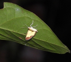 Corymica latimarginata