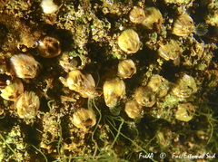 Amphibalanus amphitrite