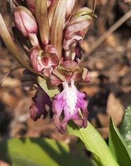 Himantoglossum robertianum