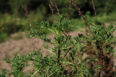 Artemisia campestris maritima
