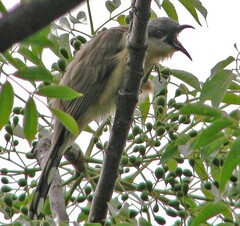 Coccyzus melacoryphus