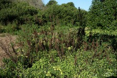 Artemisia campestris maritima
