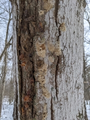 Lymantria dispar dispar