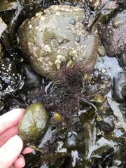Vertebrata lanosa