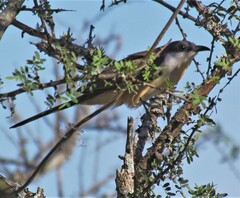 Coccyzus melacoryphus