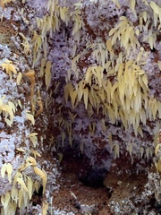 Mucronella fusiformis