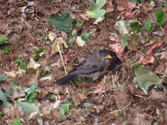 Turdus falcklandii
