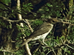 Cinnyricinclus leucogaster
