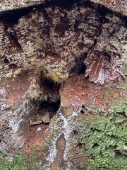 Mucronella fusiformis