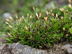 Ptychomitrium nigrescens