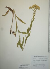 Solidago rigida humilis