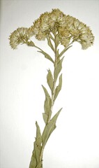 Solidago rigida humilis
