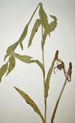 Solidago rigida humilis
