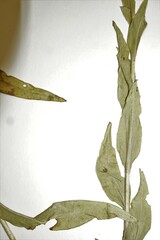 Solidago rigida humilis