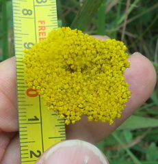 Helichrysum umbraculigerum