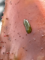 Phyllaplysia taylori