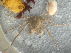 Pyromaia tuberculata