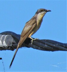 Coccyzus melacoryphus