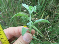 Helichrysum umbraculigerum