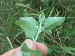Helichrysum umbraculigerum