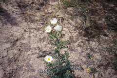 Argemone albiflora