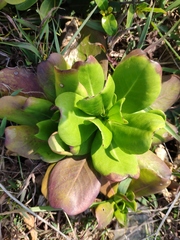 Scaevola taccada