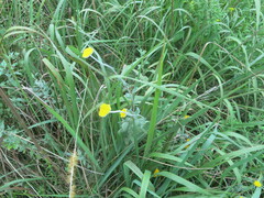 Helichrysum umbraculigerum