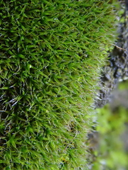 Grimmia trichophylla