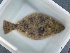 Paralichthys californicus