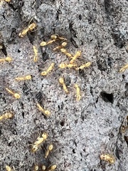 Camponotus festinatus