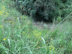 Helichrysum umbraculigerum